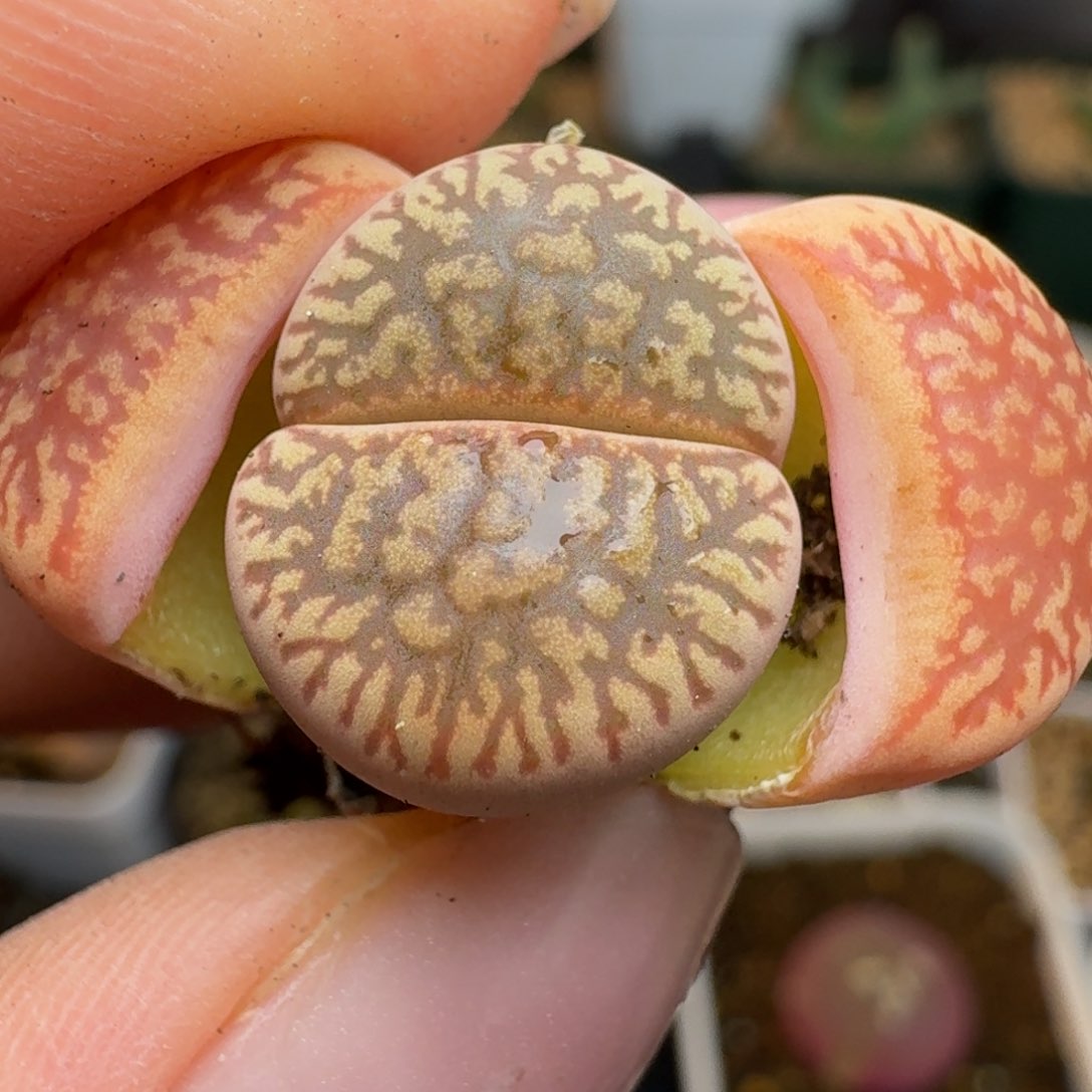 141流水日轮00000000