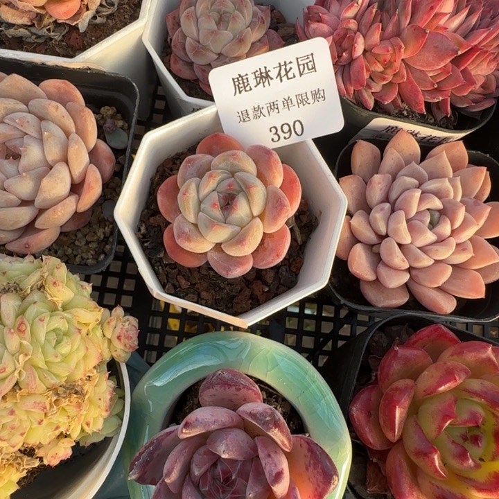 闪购精品多肉390号