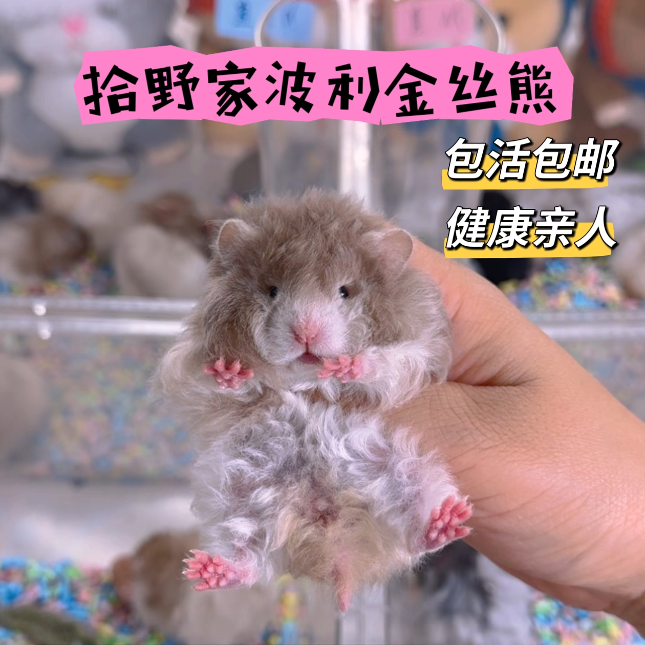 拾野家精品大体仓鼠波利金丝熊包邮包活