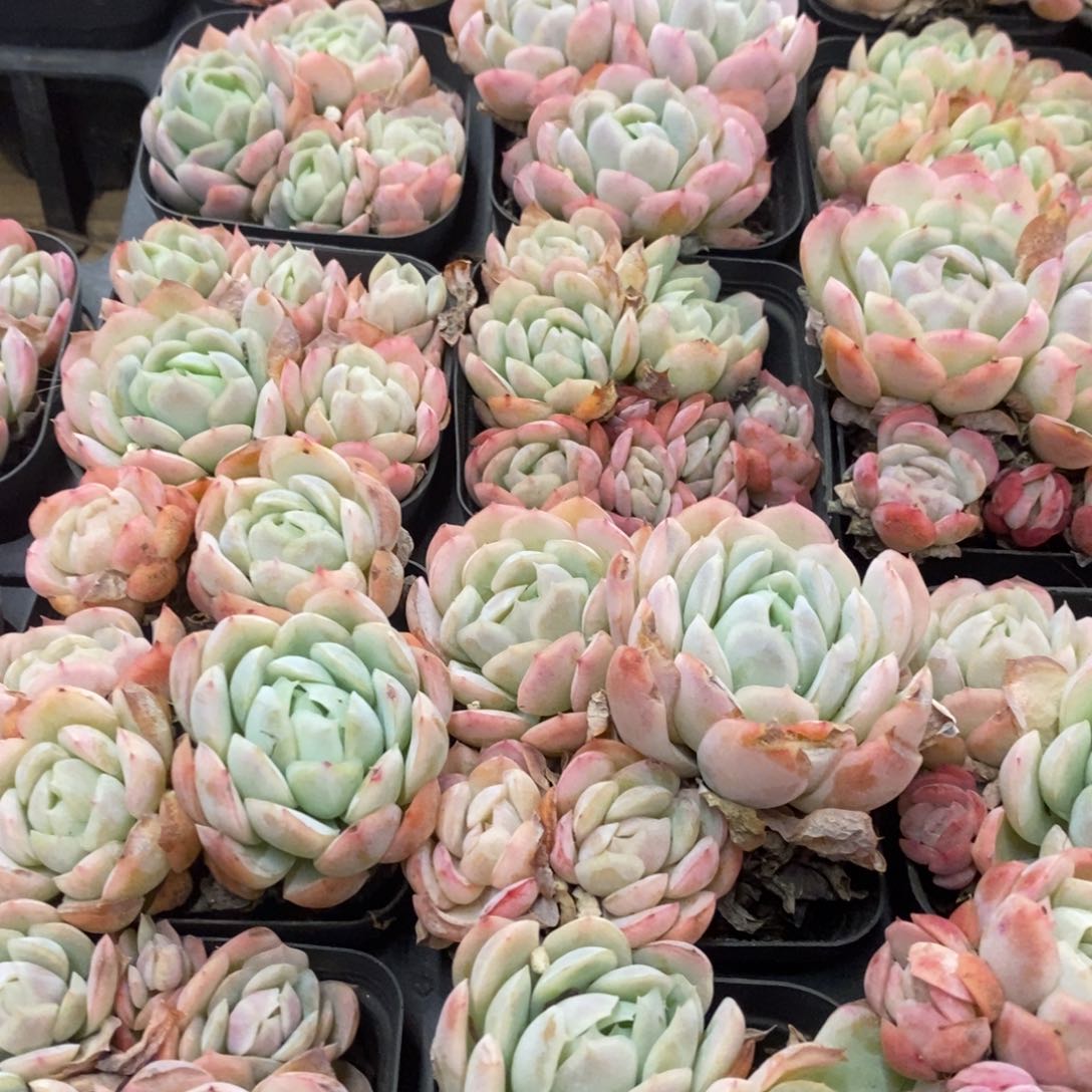 93。贝瑞。群生不包整。