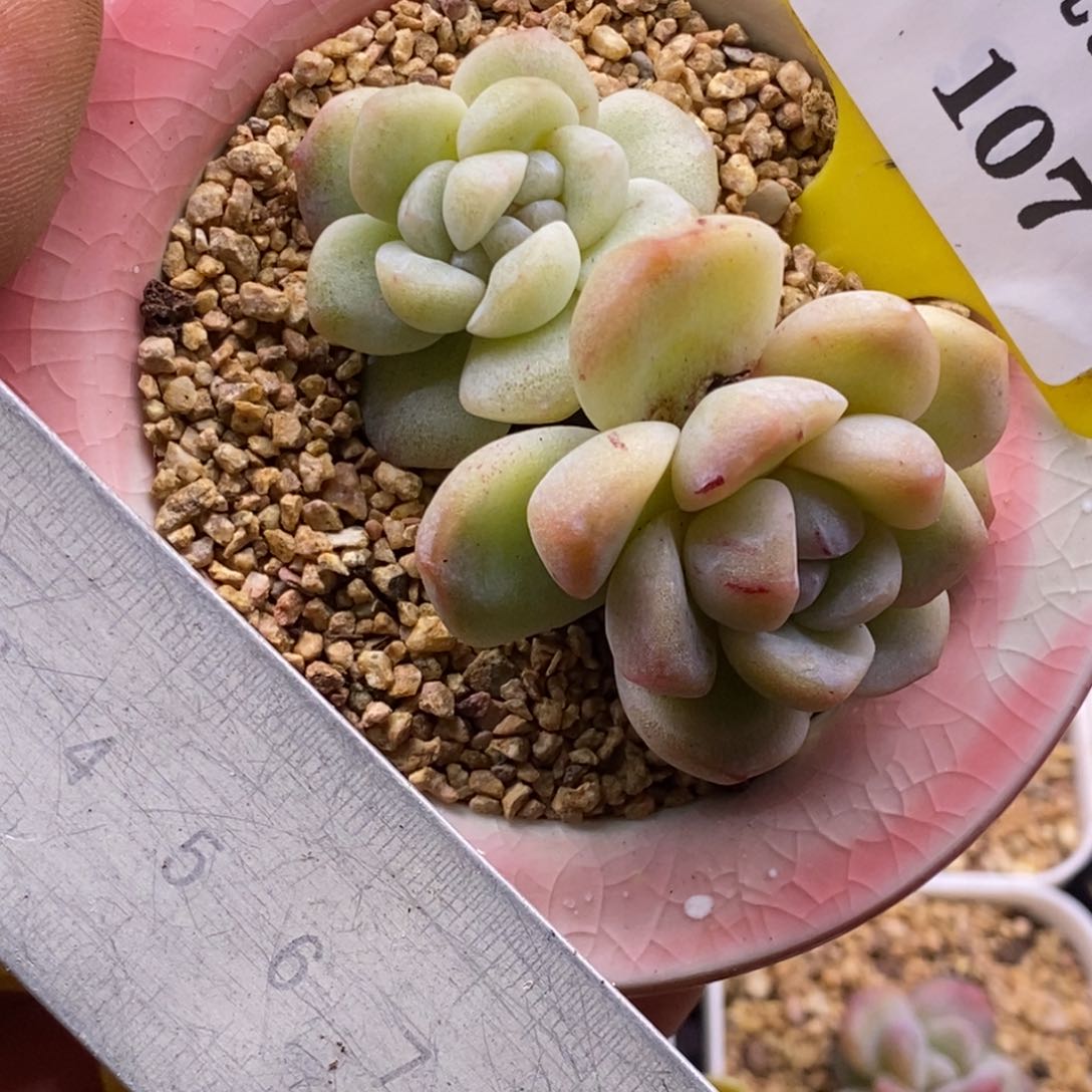 3107冰玉石化缀多肉植物