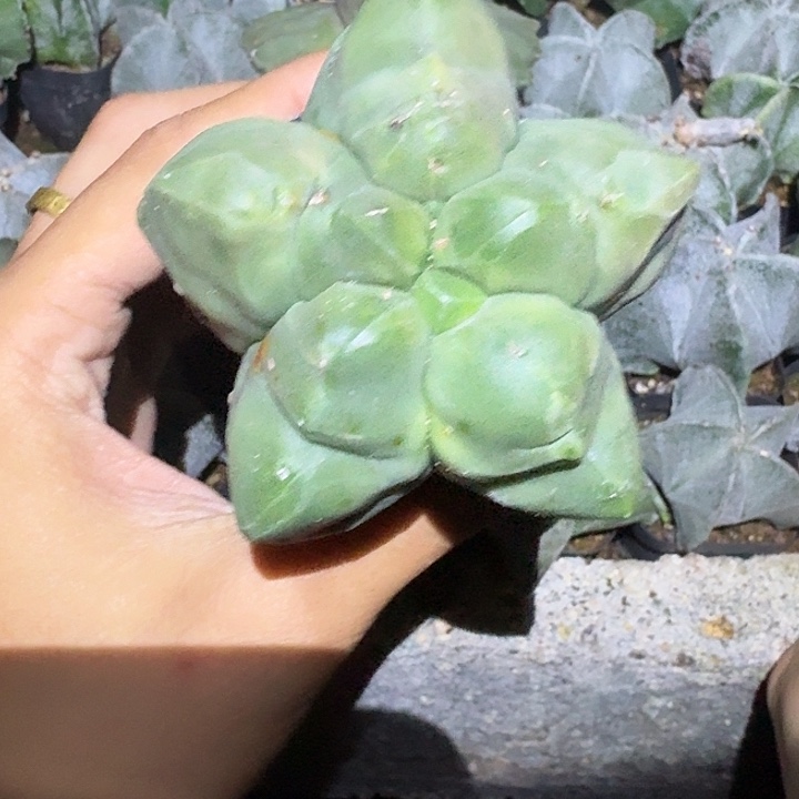 浅***念无花朵龟甲哈哈哈哈哈哈哈