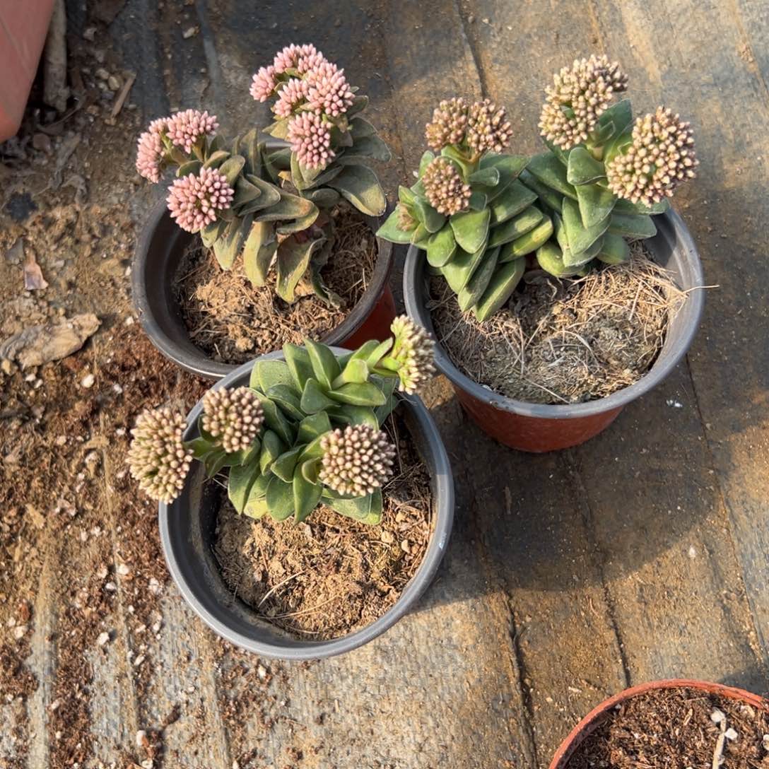 多肉植物三颗绣球