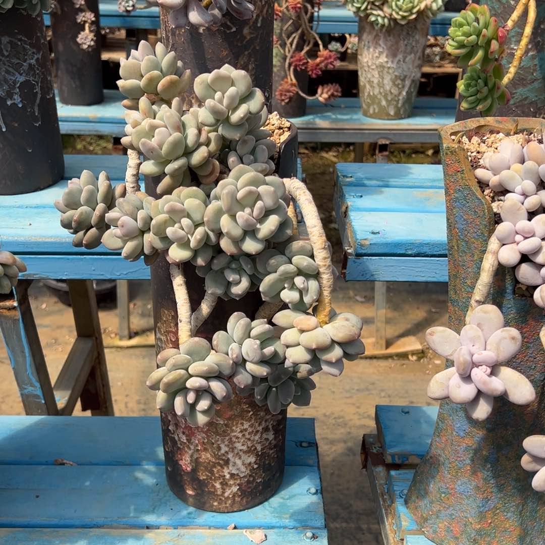 精品星空美人妖桩 裸根