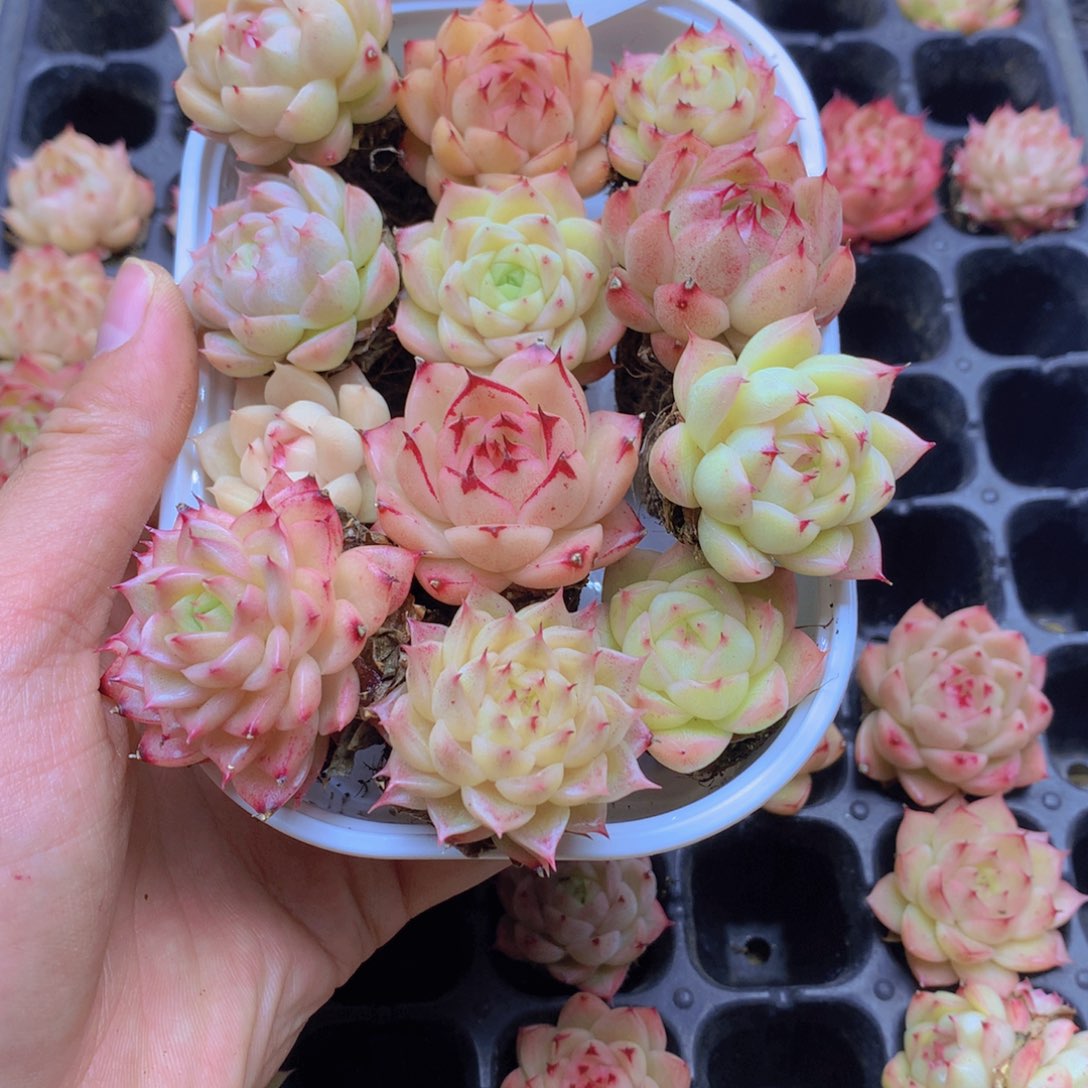 我要去看你了啊我的天