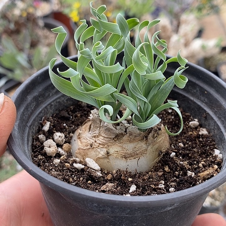 823贵妃弹簧草带盆一一一一