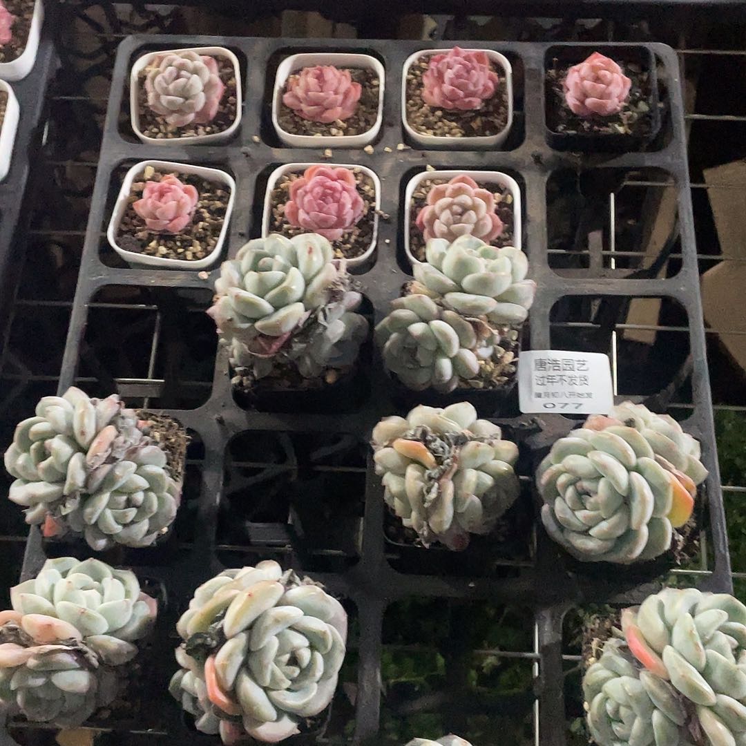 ➺****➺糖心一物一拍077