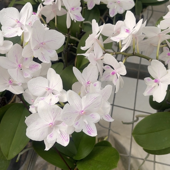 蝴蝶兰雪花大舌头带花