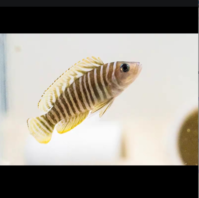 斑马贝 观赏鱼 3厘米