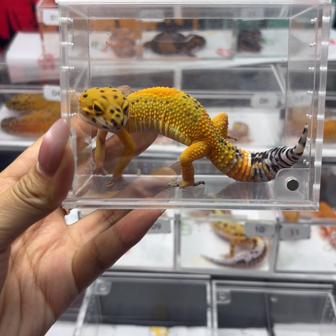 豹纹守宫翡翠妹妹 N143