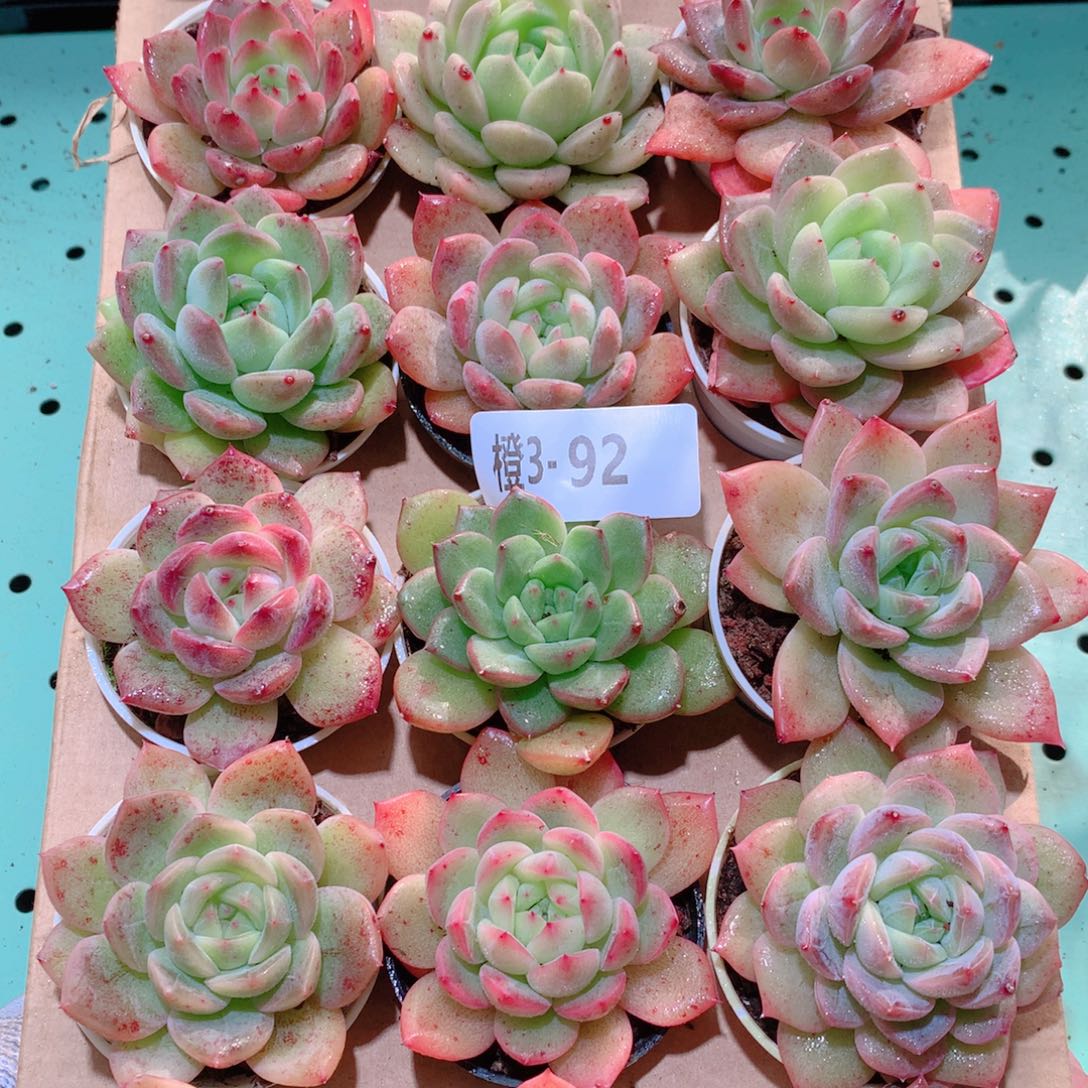 3-92一物一拍多肉带盆18颗