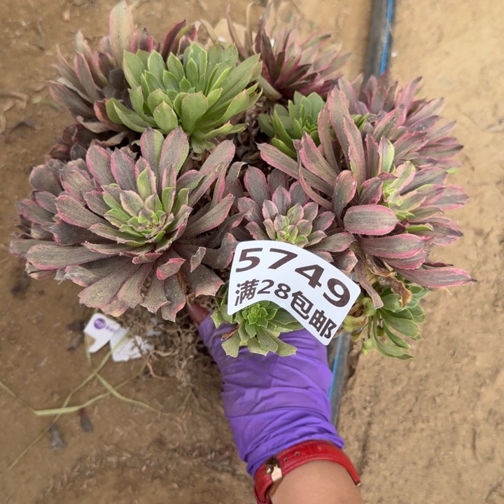 咖*雨5749一号棚多肉粉黛A