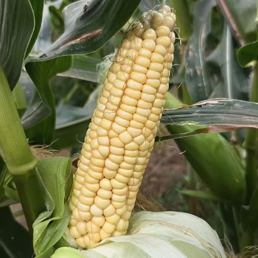 生态种植现掰新鲜玉米顺丰包邮河南省