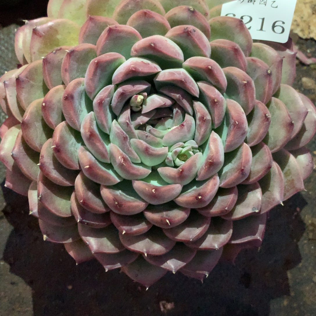 6216杂交多肉植物