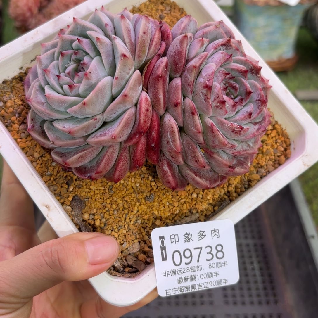 多肉植物9738fgugy