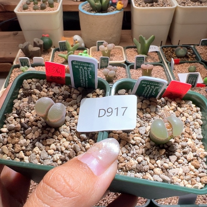 凯***呢917。 优选home.  1799.9风铃。  专拍。  