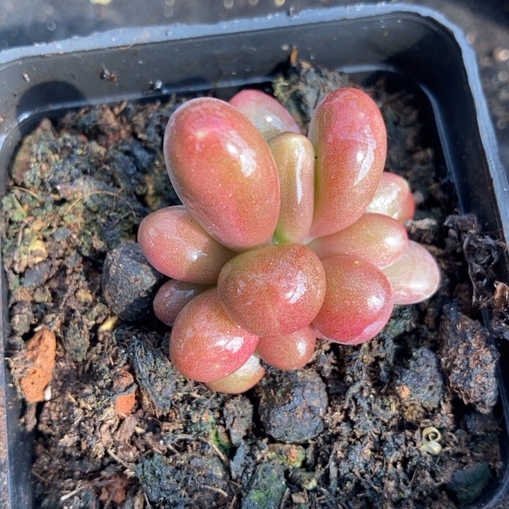 正版芒果奶锦基因多肉