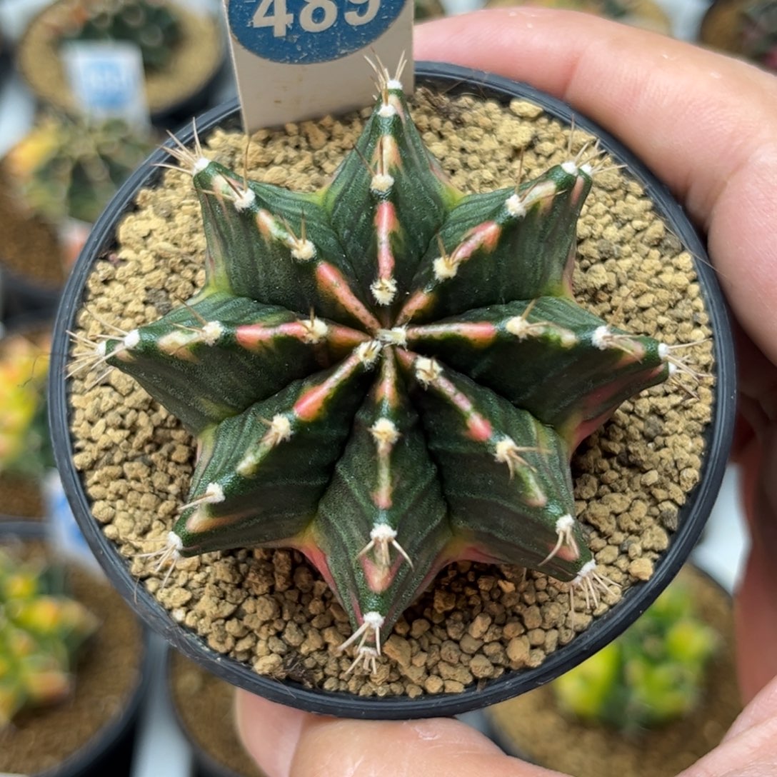 489实生泰系米哈锦带盆
