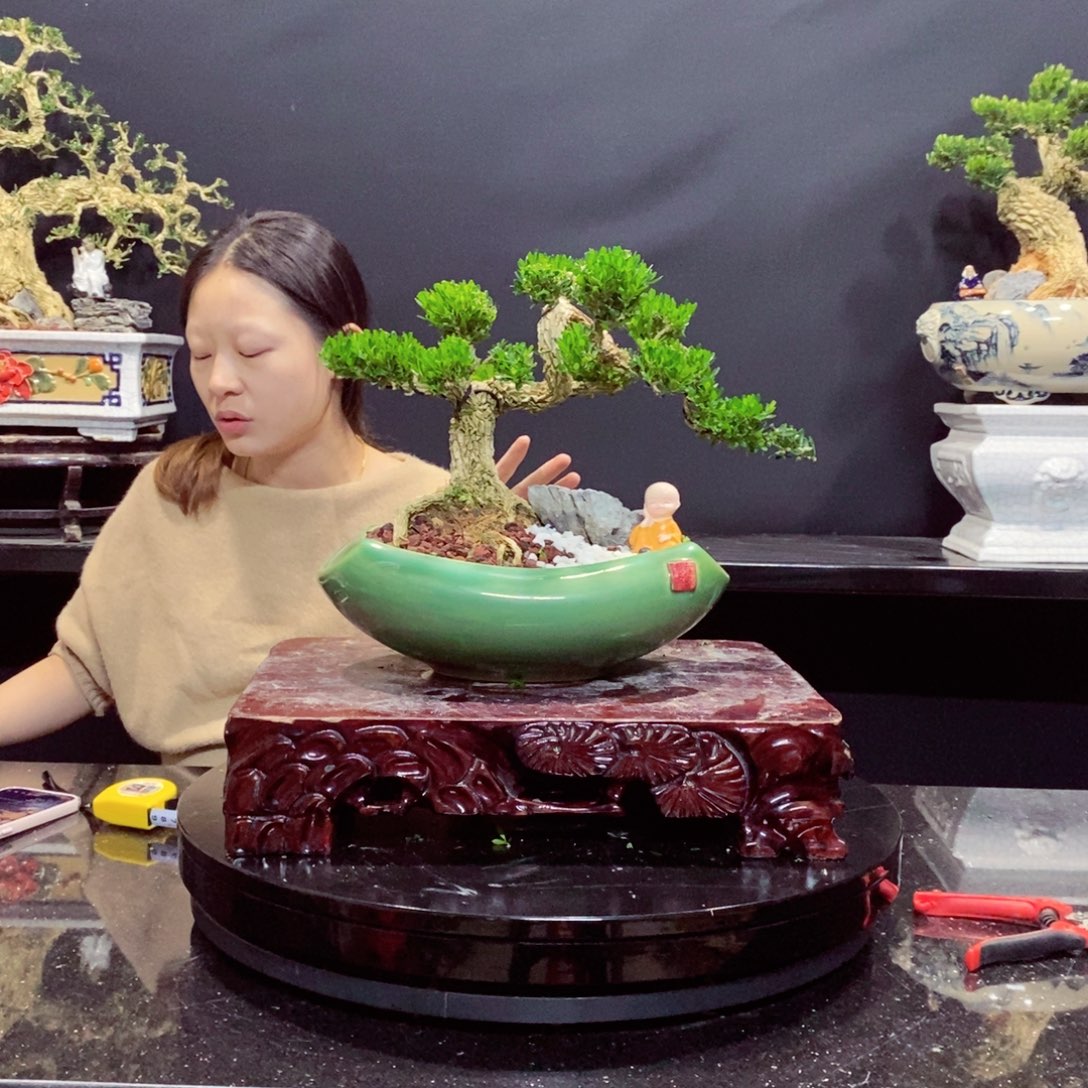 无花朵黄杨盆景园林