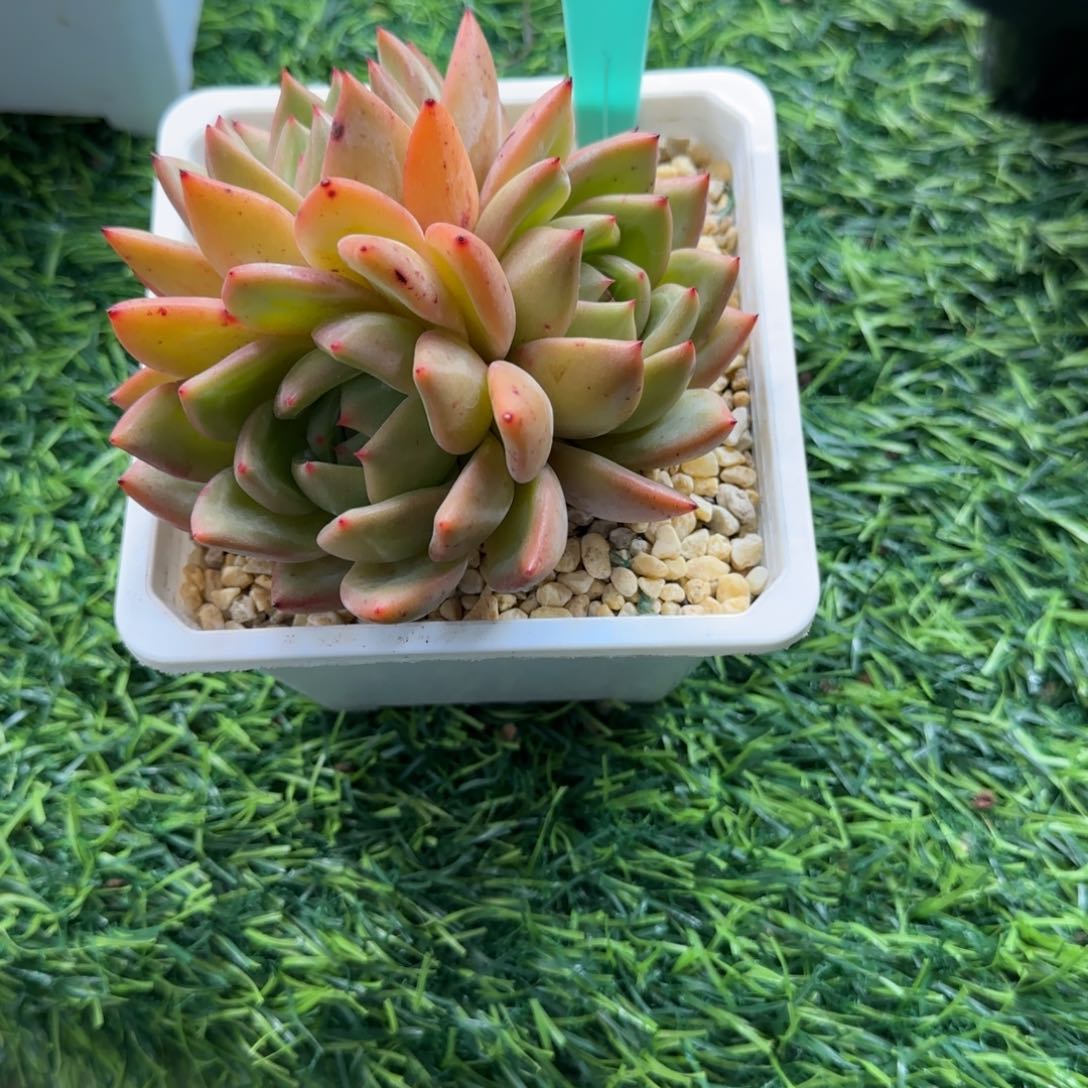 半*紗唐二姐多肉编号236