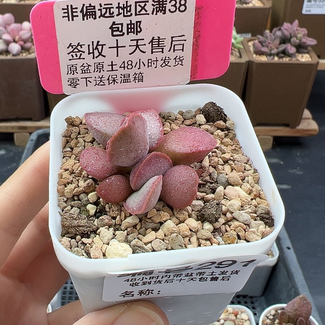 291金牛座多肉植物