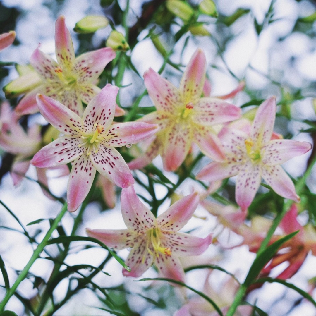 【花饰】18/20  虎皮庭院系列浓香型进口百合种球多年生盆栽地栽