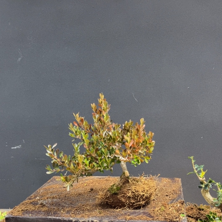 谷***Z无花朵好靓好靓就好靓没得谈