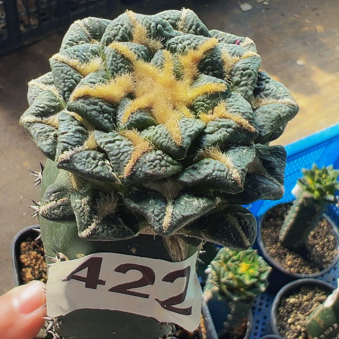 无花朵福利黑牡丹422