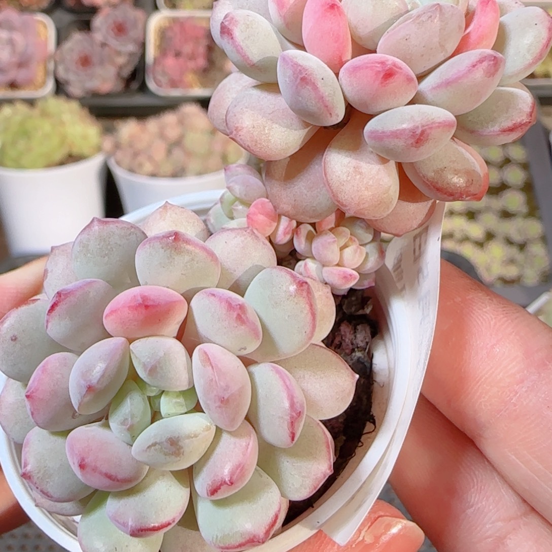 花语多肉1205-418珍珠痘痘