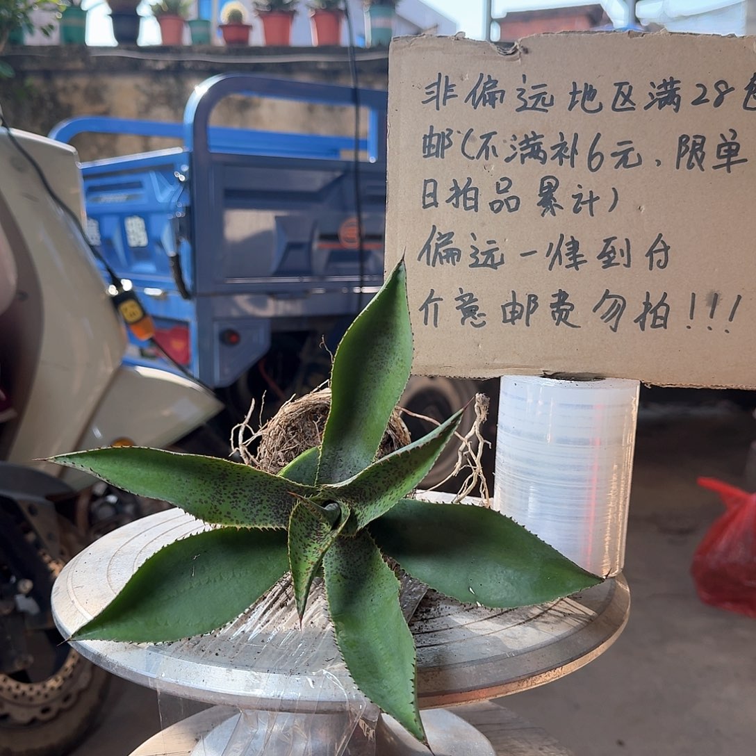 疯狂翘发龙舌兰一一