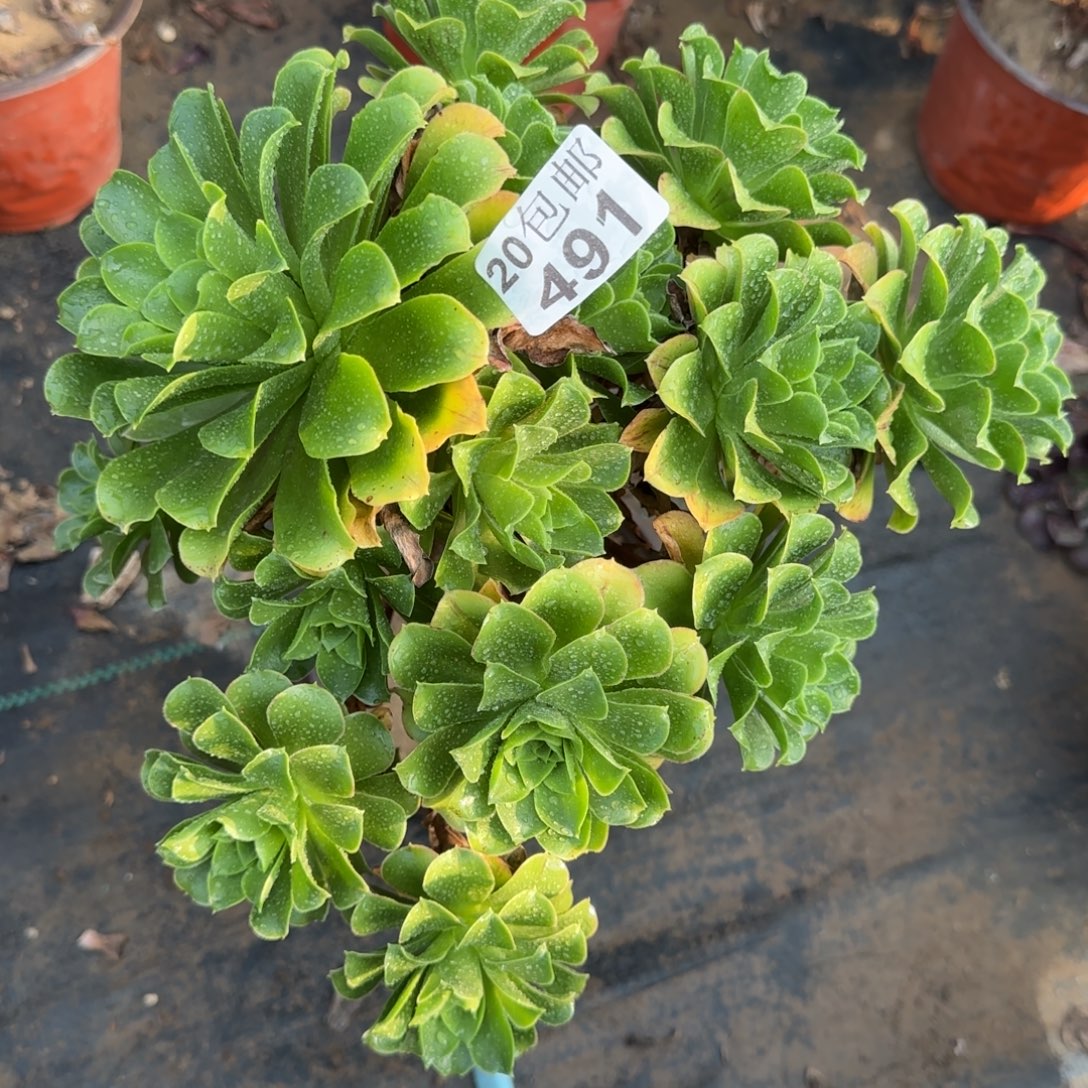 蓝色妖姬491满20包邮断枝不包