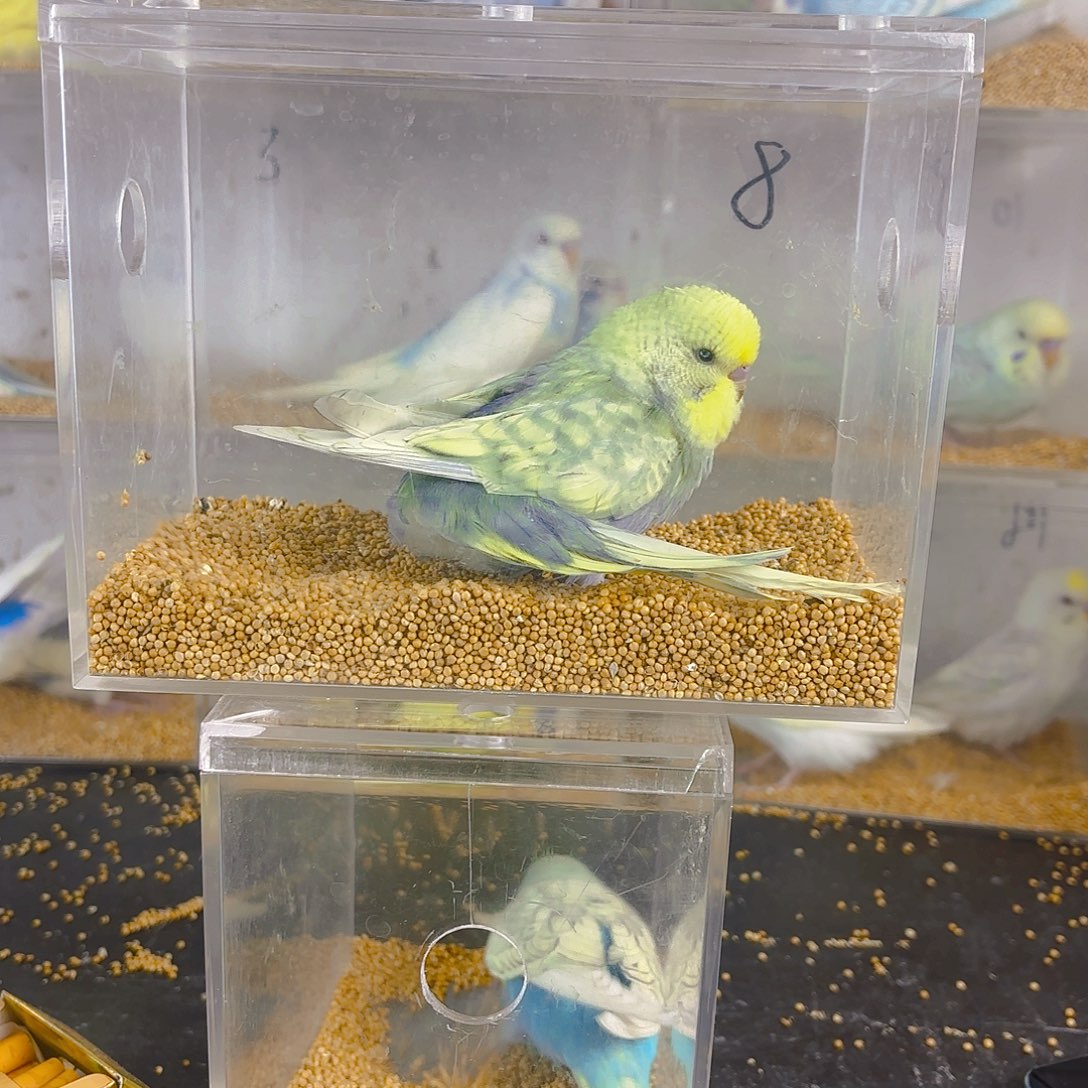 剪***手虎皮鹦鹉金彩大头一只