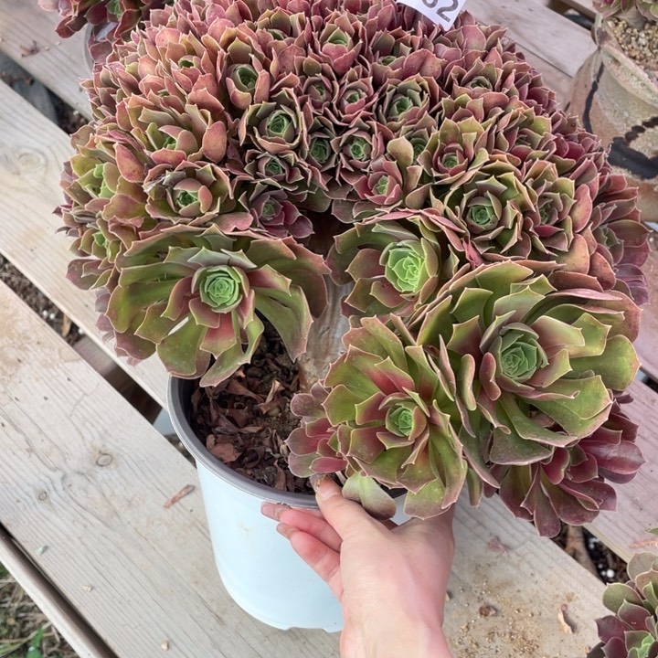 多肉的大肉都要长胖一点呀喂好