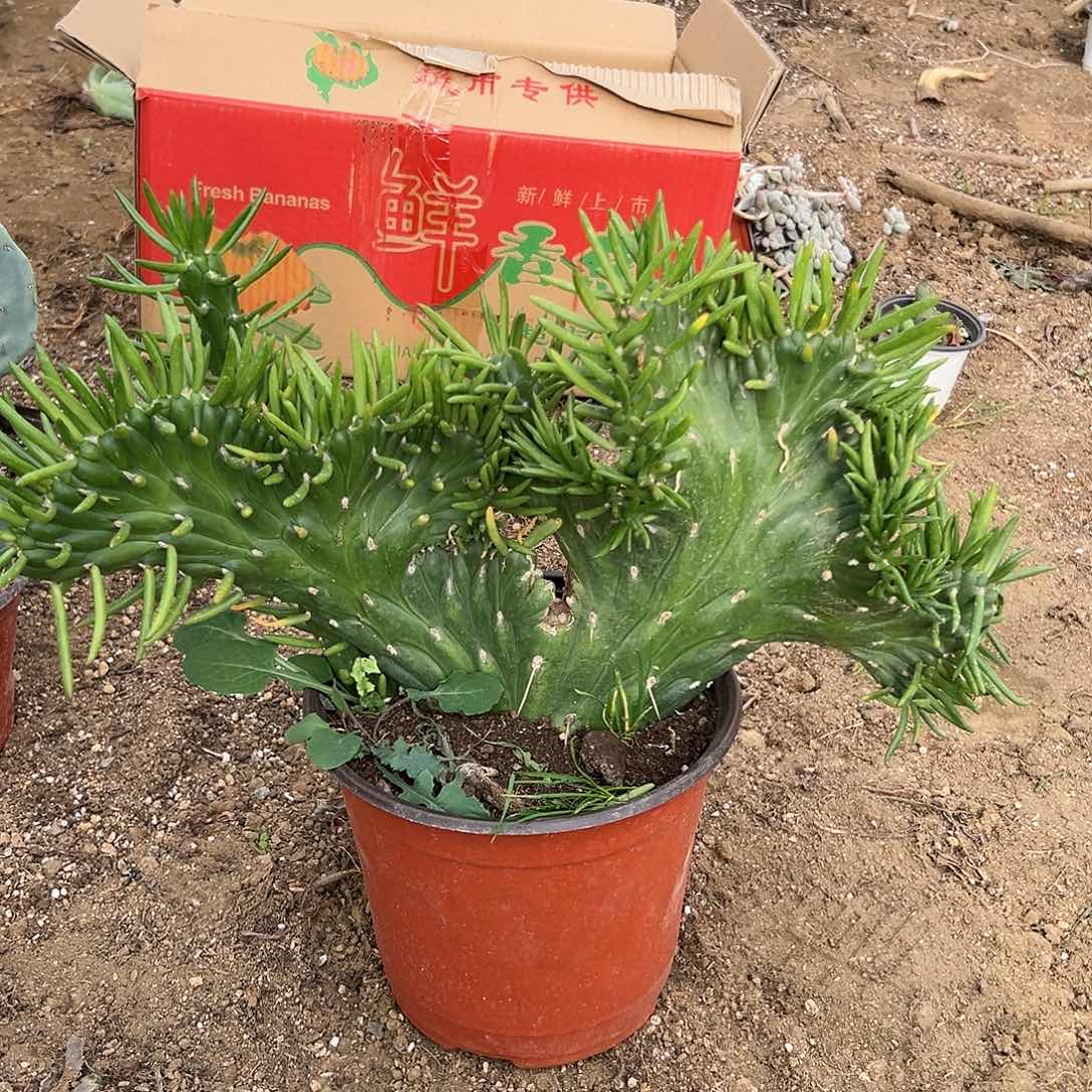 多肉植物将军柱仙人