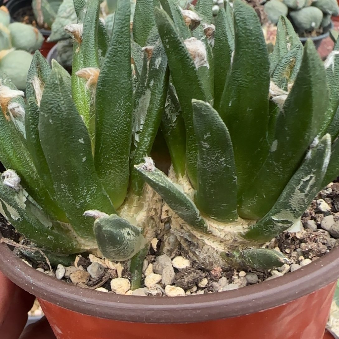 无花朵超大叶萝卜根龙蛇兰四头12厘米