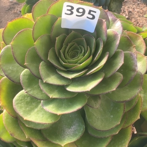 法师万包子19-12