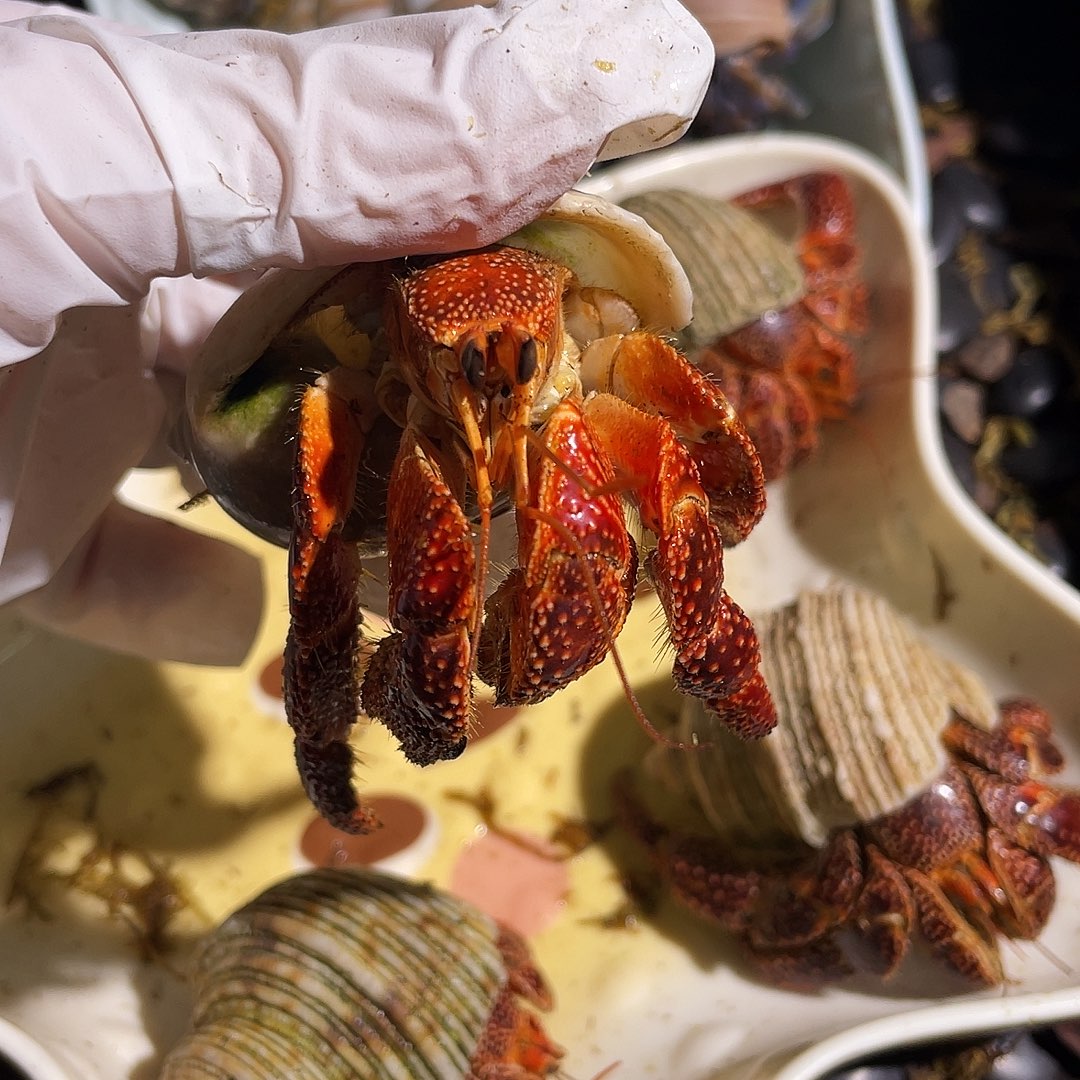 3.8口 残疾断腿斐济