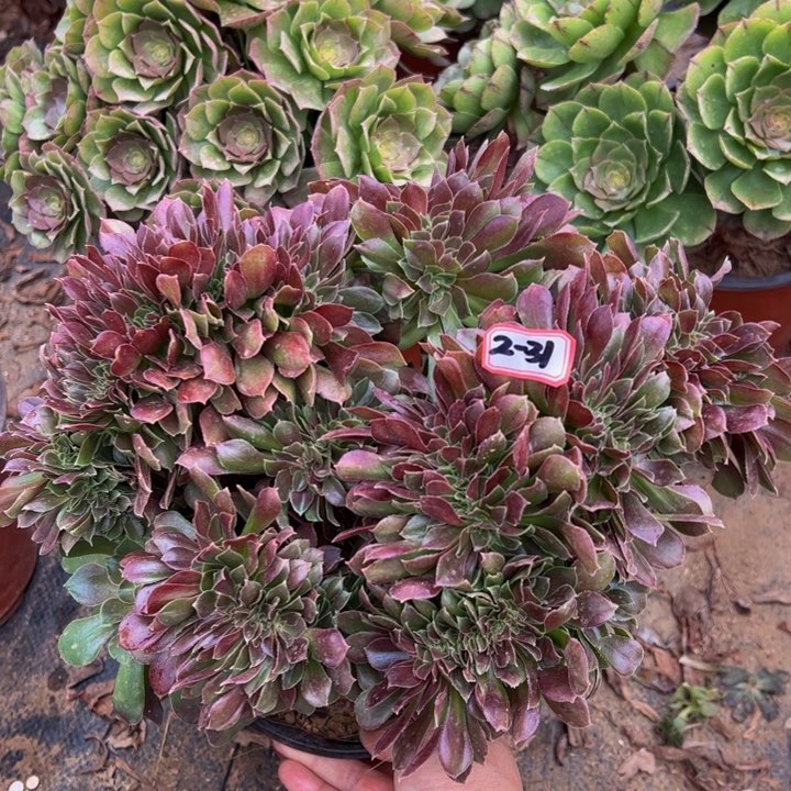 玫瑰缀多肉植物2-31