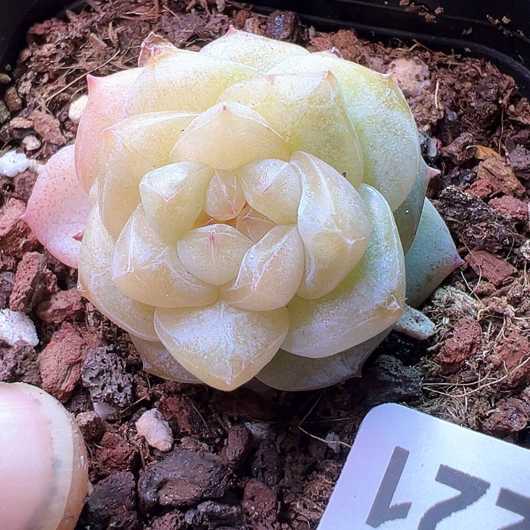 小卡拉米糖心一物一拍14-221