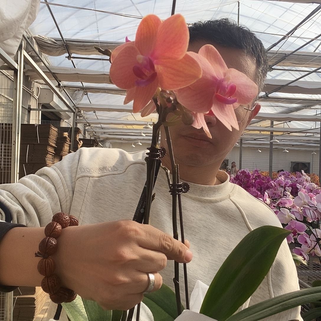 朱***朱完全开放浅橙小花两颗3.5双剑微瑕