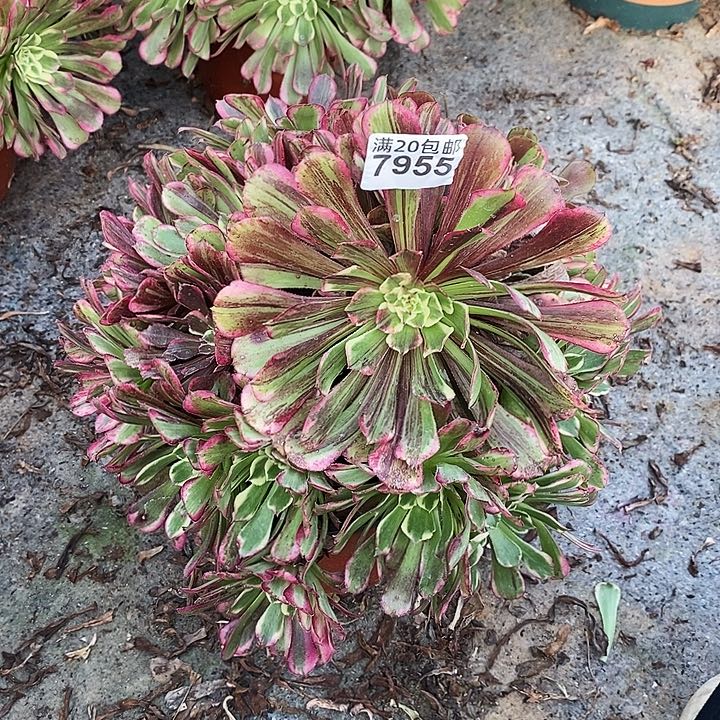 7955 一颗同花顺发誓