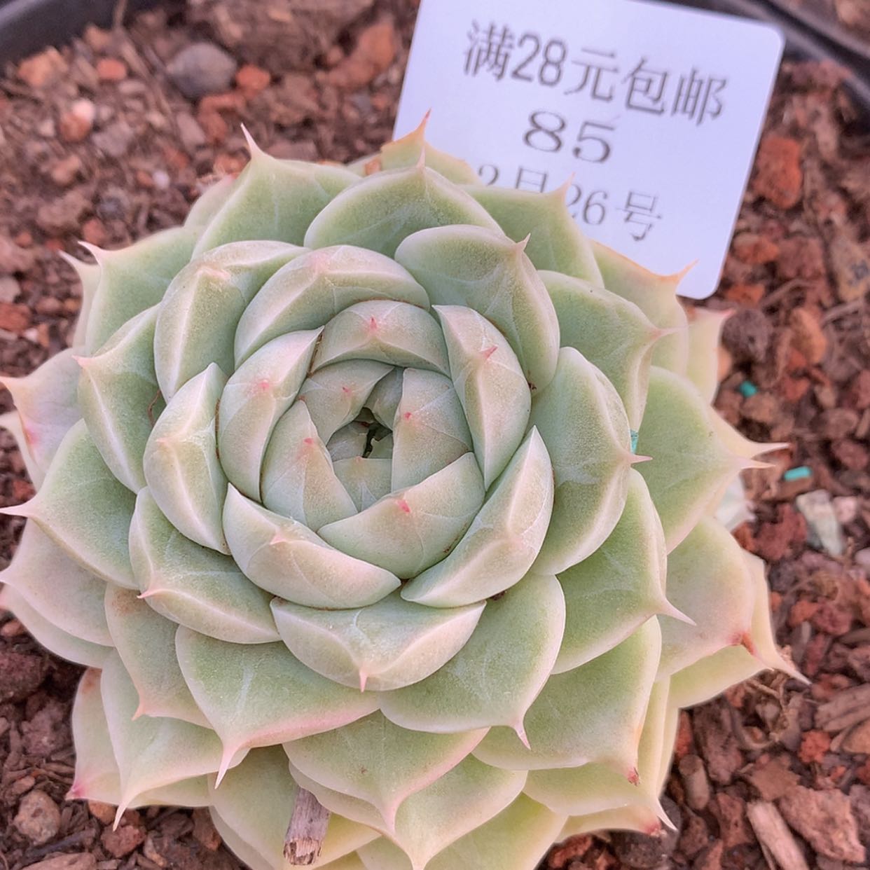 【闪购商品】云85号