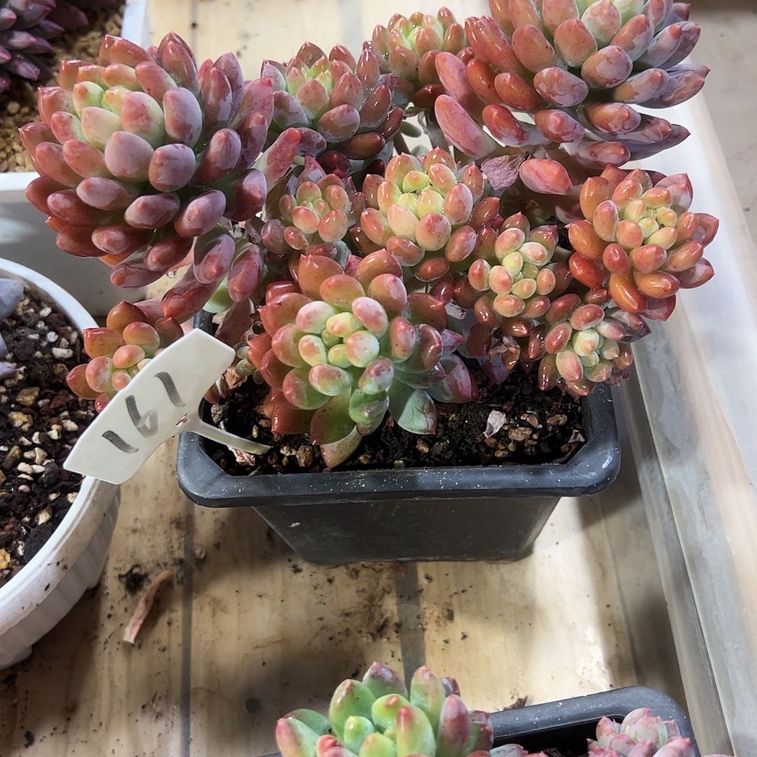 星月菩提161号多肉植物