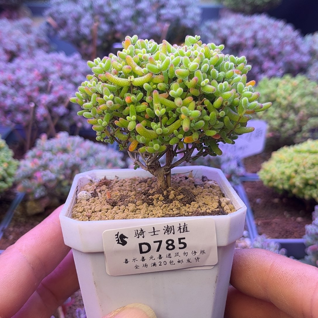 785蜜橘糖球枝干番杏