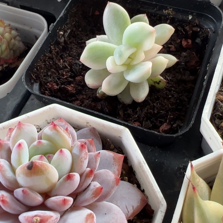 香槟锦多肉植物589