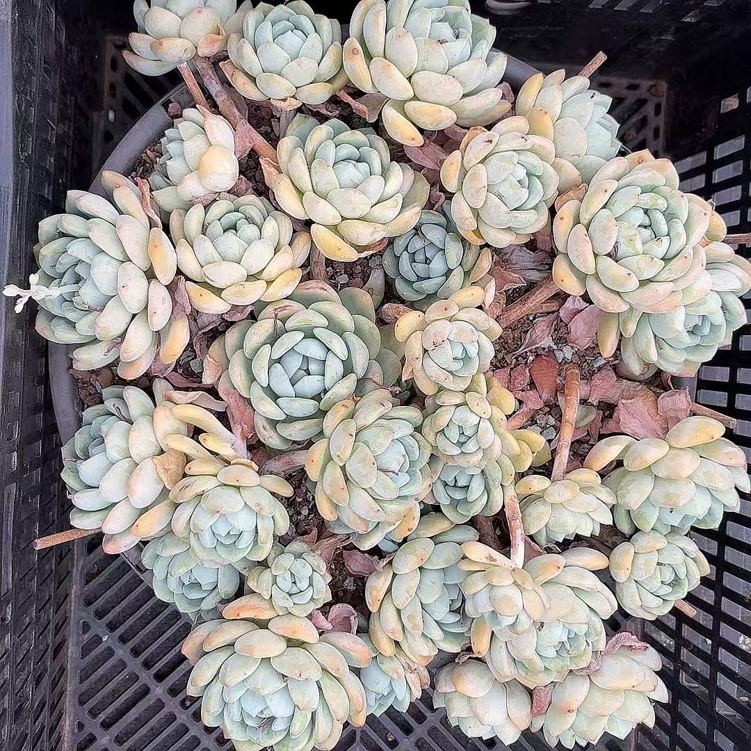 老桩大冷香一物一拍（满2单包邮）精控植物精养精品清欢园艺多肉