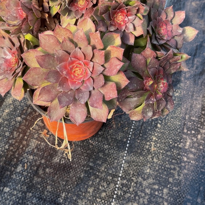 843多肉植物一物一拍