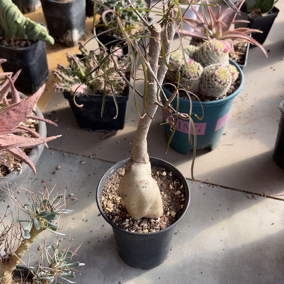 柳叶麒麟块根一物一拍