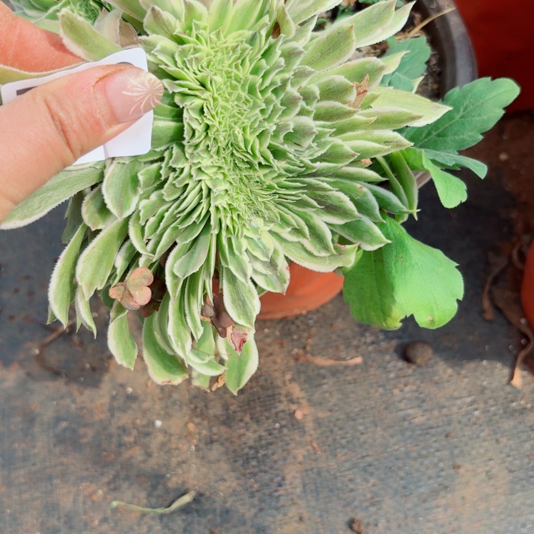 你796 号多肉法师植物特价