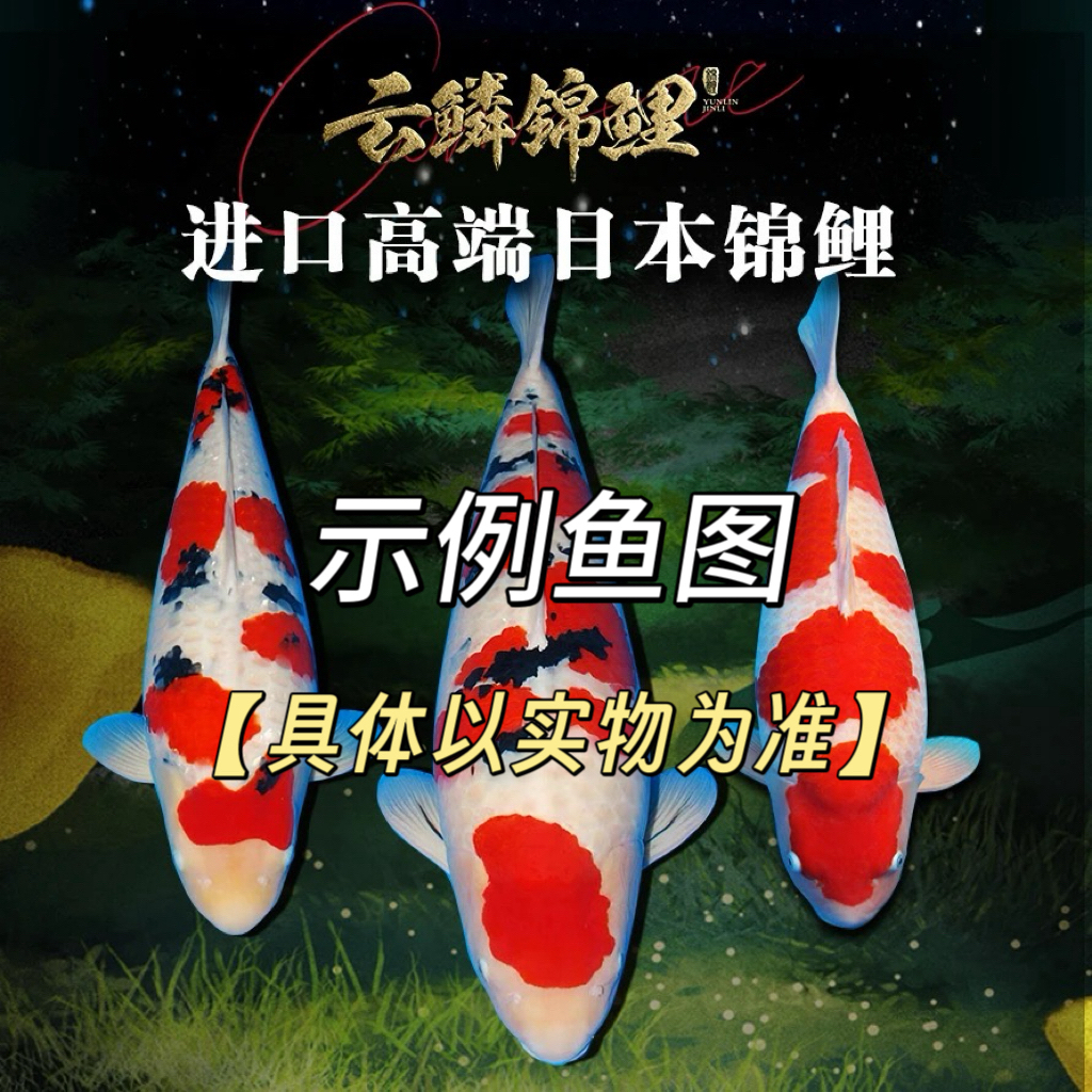 云鳞甄选观赏鱼【实际以直播间为准】